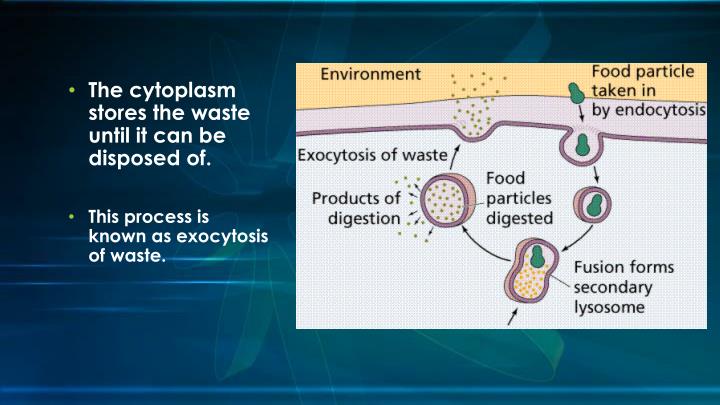 PPT Plant and Animal Cells PowerPoint Presentation ID2299725