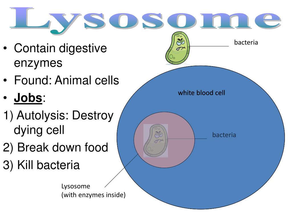Ppt - Contain Digestive Enzymes Found: Animal Cells Jobs: 1) Autolysis: Destroy Dying Cell Powerpoint Presentation - Id:2299729