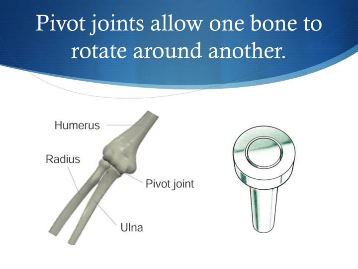 PPT Joints and Movements of the Body PowerPoint Presentation ID2302980