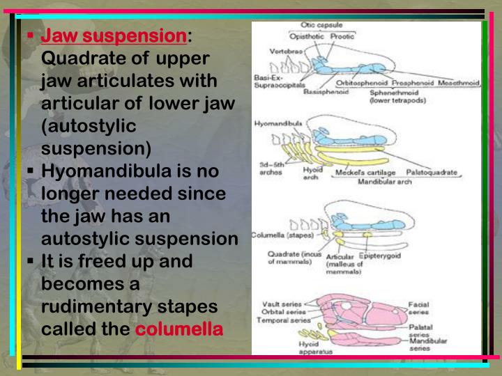 PPT SKELETAL SYSTEM SKULL & VISCERAL SKELETON PowerPoint