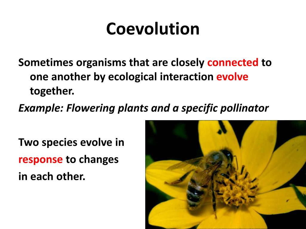 PPT Patterns Of Evolution PowerPoint Presentation, free download ID2304611