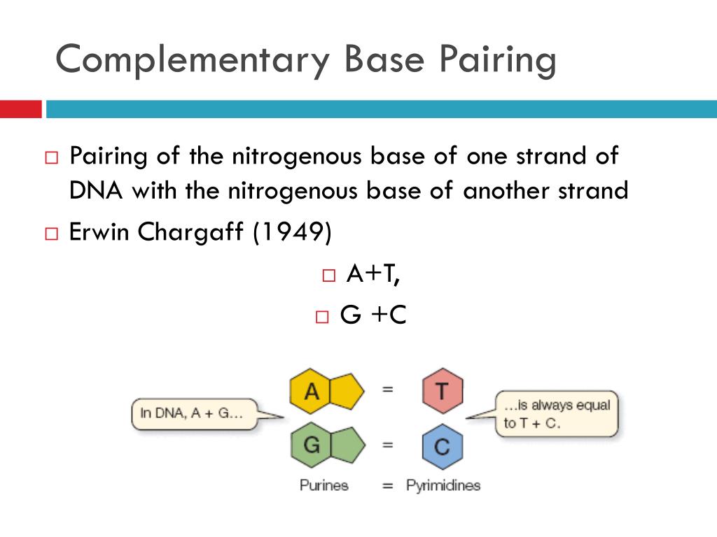 PPT DNA STRUCTURE PowerPoint Presentation, free download ID2306917