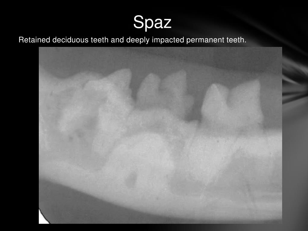 PPT Feline Knees & Teeth Syndrome PowerPoint Presentation, free