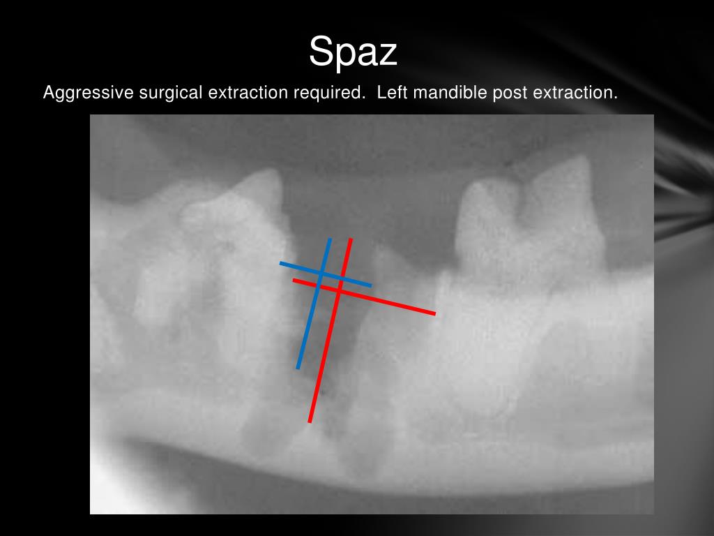 PPT Feline Knees & Teeth Syndrome PowerPoint Presentation, free