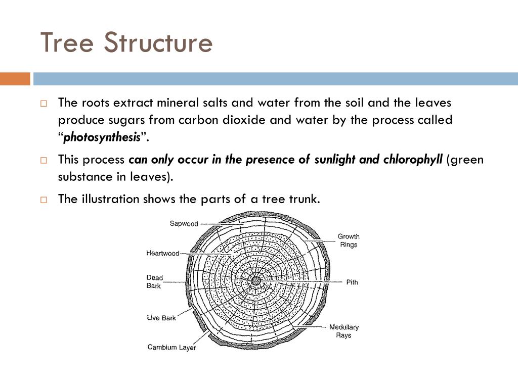Structure Of Tree Diagram
