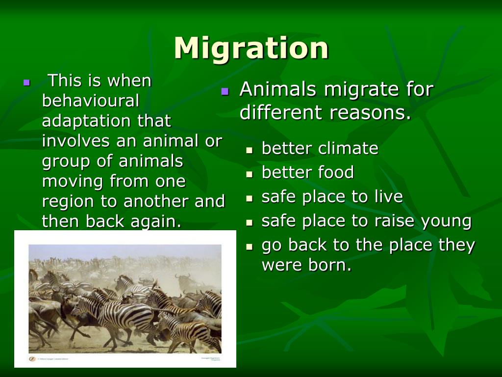 PPT Animal Adaptations PowerPoint Presentation, free download ID
