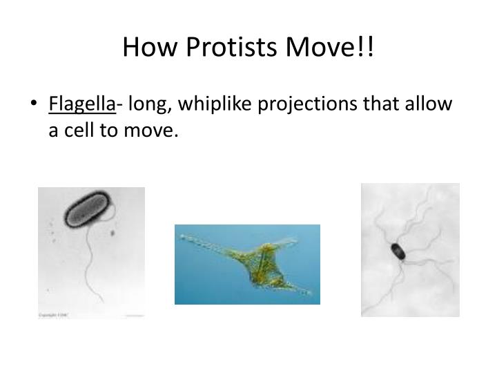 PPT PROTISTS PowerPoint Presentation ID2308699