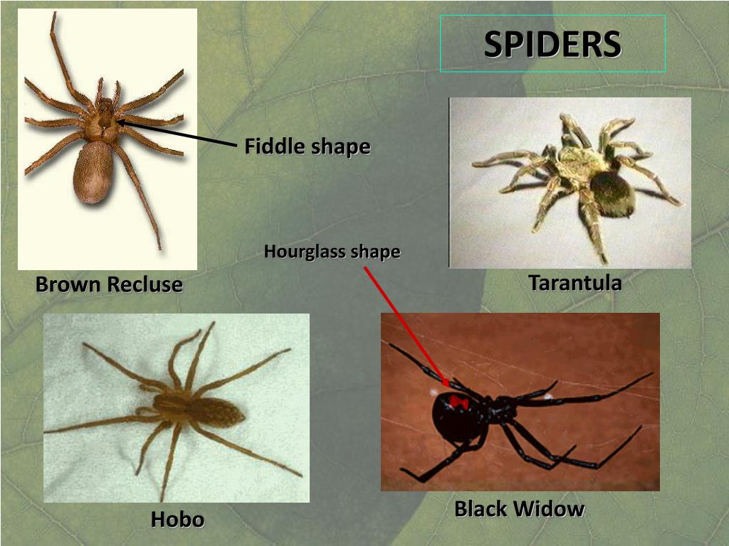 PPT Poisonous Spiders PowerPoint Presentation, free download ID2308766