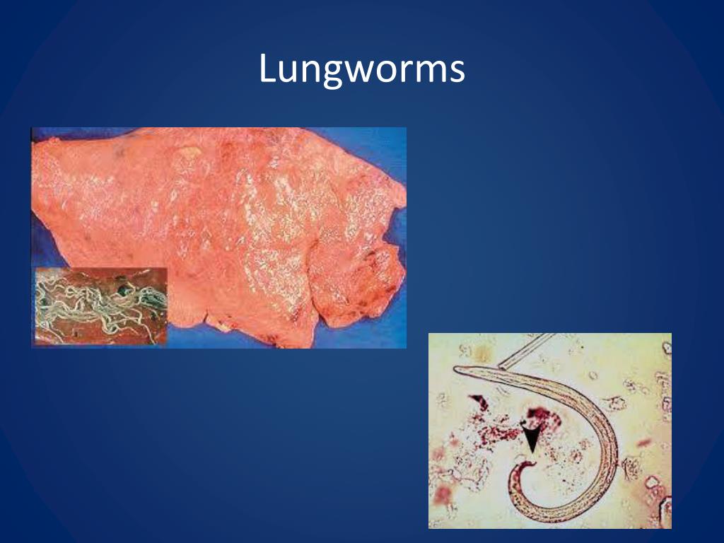 PPT Animal Science 2 Livestock Diseases and Parasites PowerPoint