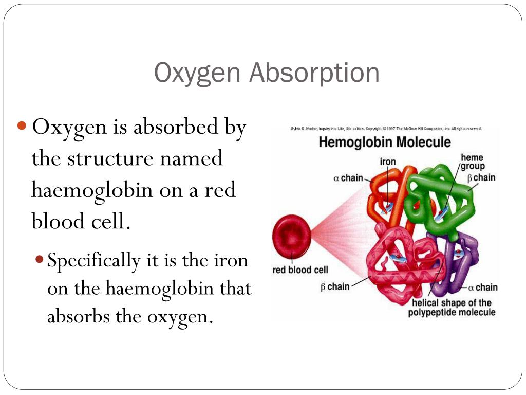 PPT The Respiratory System PowerPoint Presentation, free download