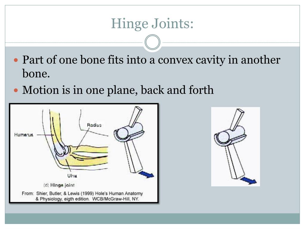 PPT Synovial Joints PowerPoint Presentation, free download ID2314618