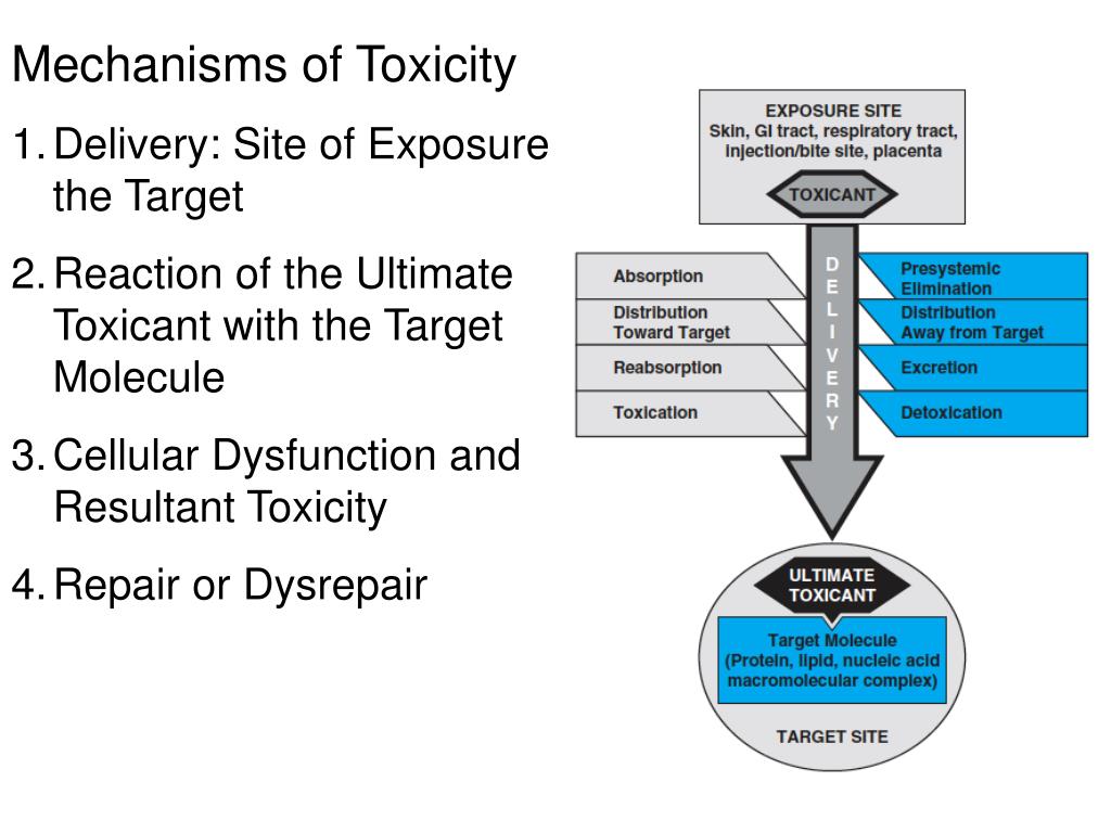 PPT Mechanisms of Toxicity PowerPoint Presentation, free download