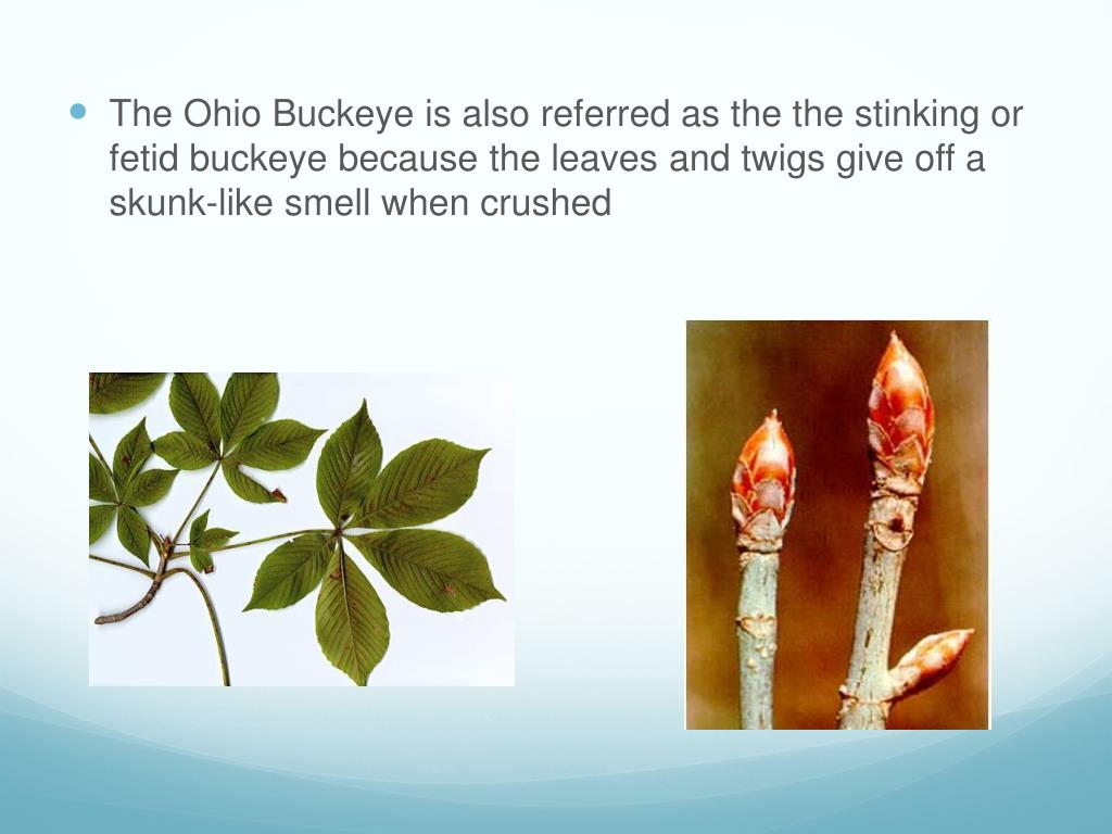 PPT Ohio Buckeye Aesculus g labra PowerPoint Presentation, free