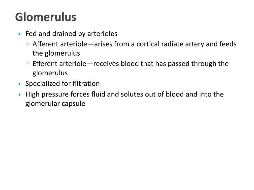 PPT Urinary System Part I PowerPoint Presentation, free download