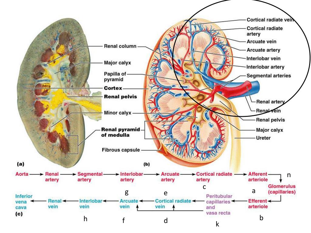 PPT Exercise 26 Functional Anatomy of The Urinary System PowerPoint