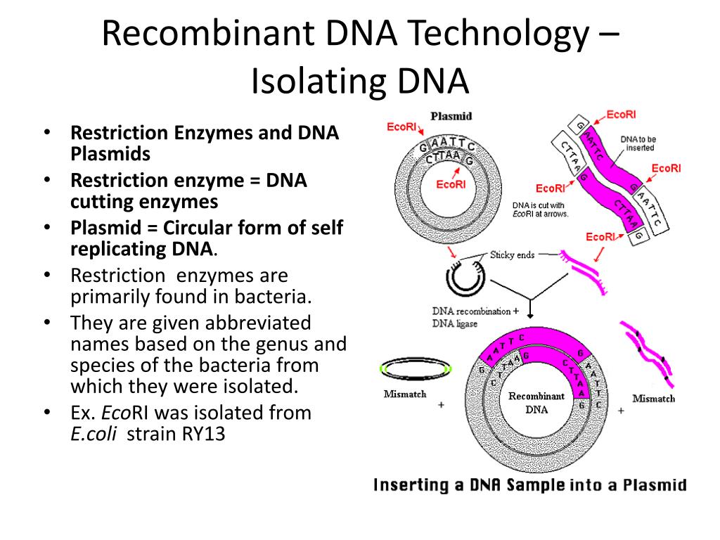 PPT DNA Technology PowerPoint Presentation, free download