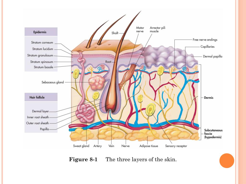 PPT Integumentary System PowerPoint Presentation, free download ID