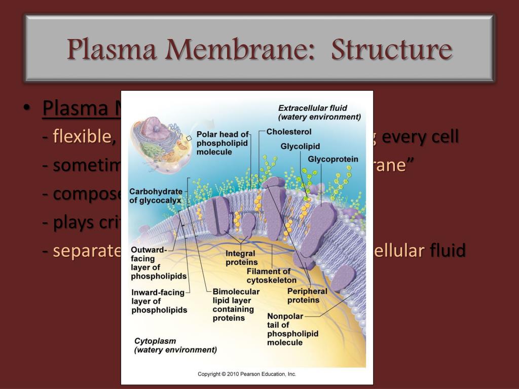 PPT CH 3 Cells The Living Units PowerPoint Presentation, free