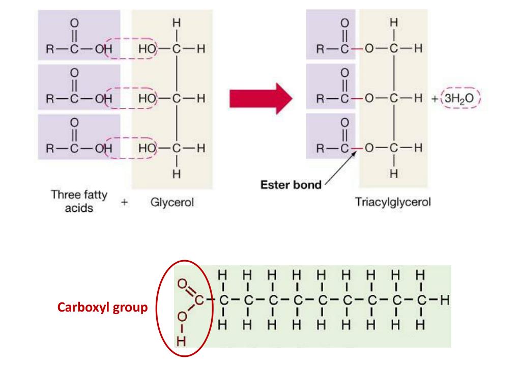 PPT LIPIDS PowerPoint Presentation, free download ID2333721