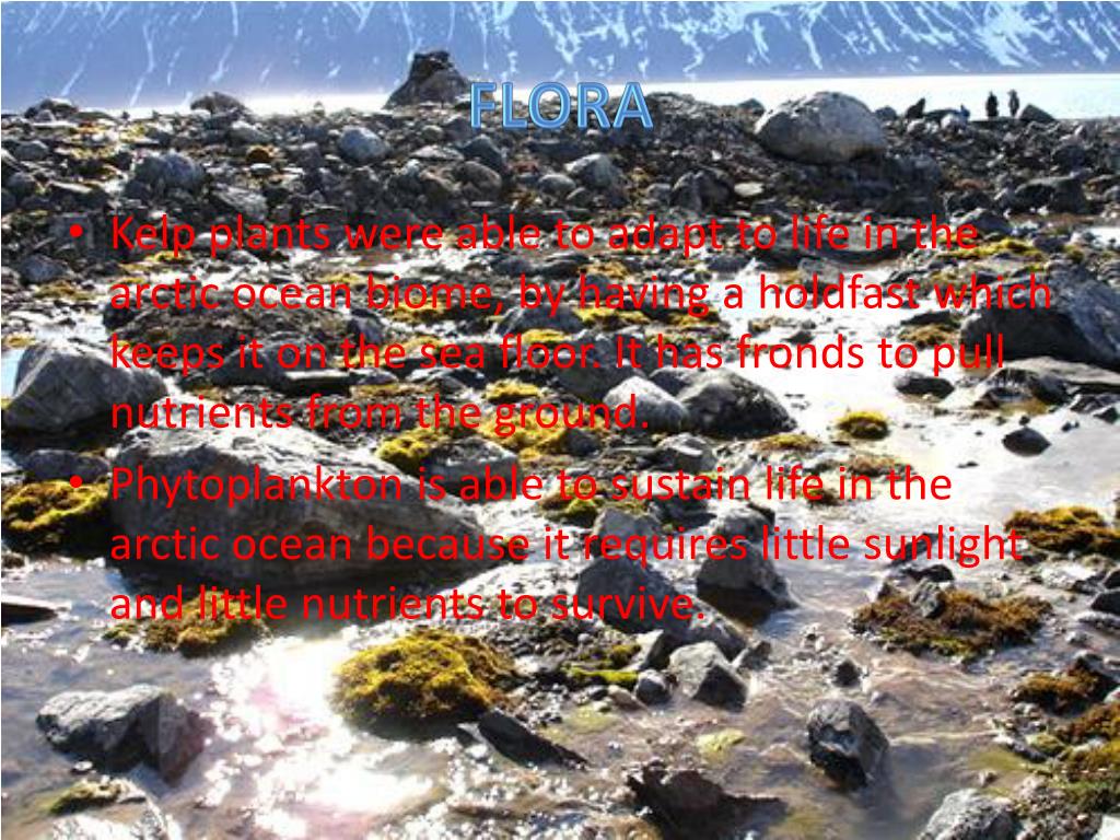 PPT Arctic Ocean Biome PowerPoint Presentation, free download ID
