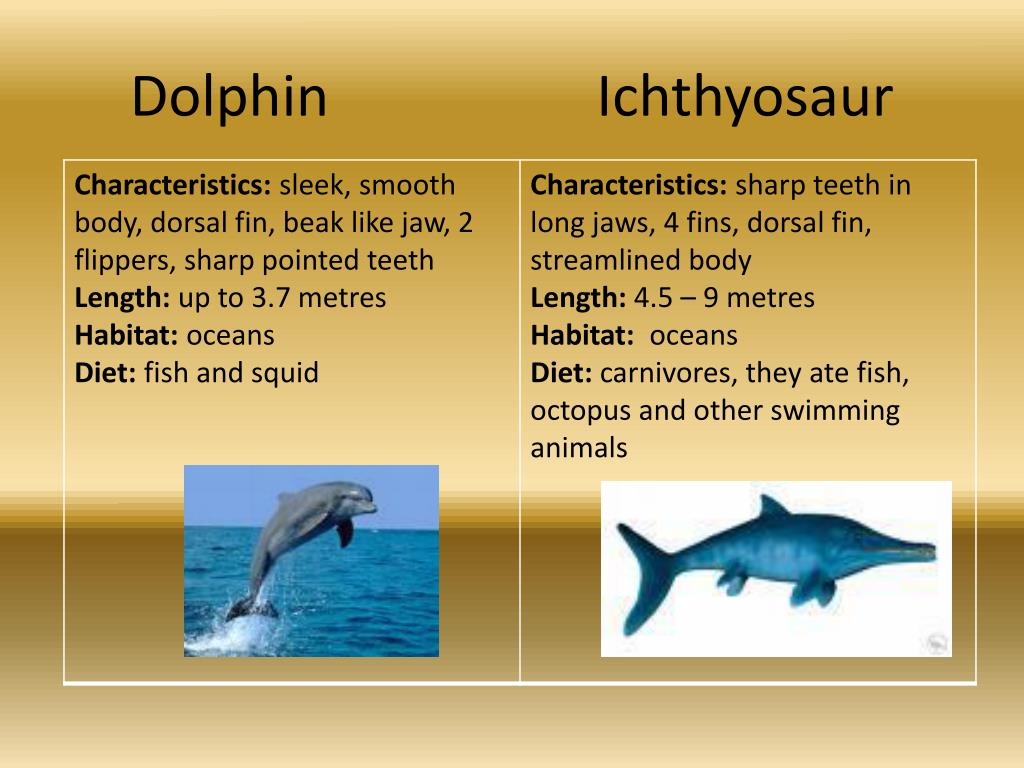 PPT Dinosaur comparison to everyday animals PowerPoint Presentation