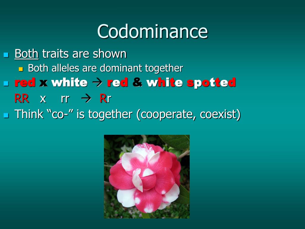 PPT & Codominance PowerPoint Presentation, free download