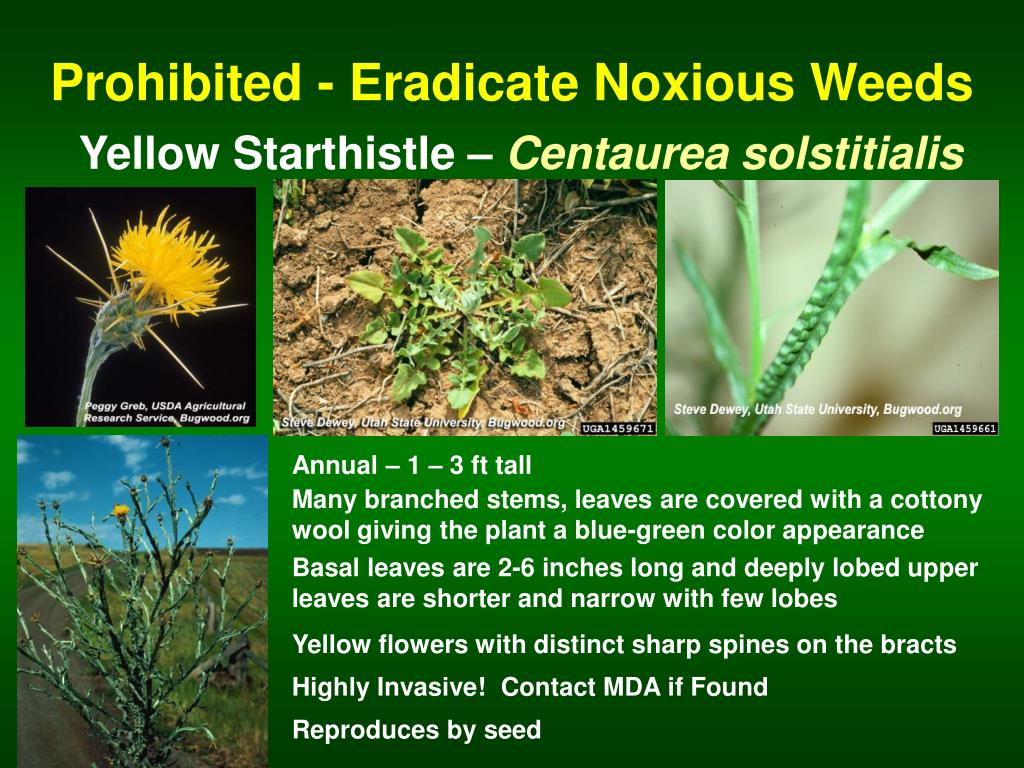 PPT The Minnesota Noxious Weed Lists By Category PowerPoint
