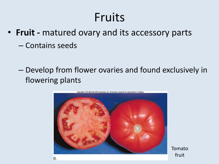 PPT Flowers, Fruits, and Seeds PowerPoint Presentation ID2345284