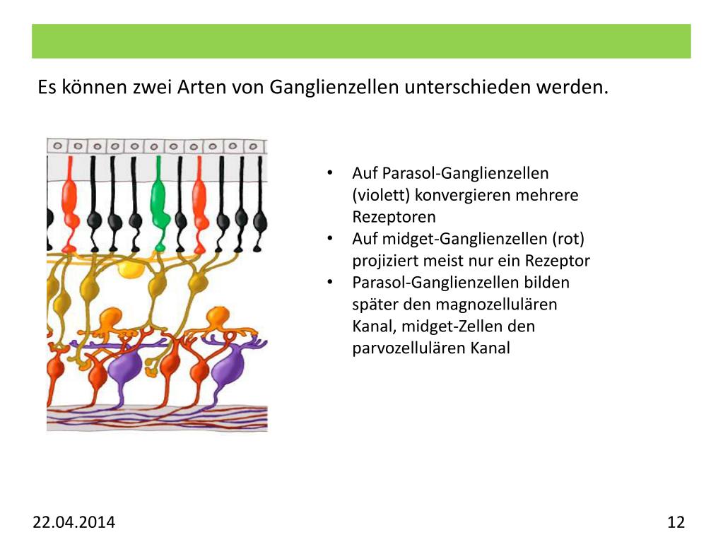 PPT Vorlesung Allgemeine Psychologie Visuelles System