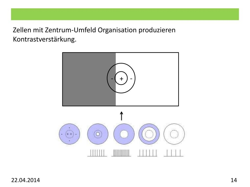 PPT Vorlesung Allgemeine Psychologie Visuelles System
