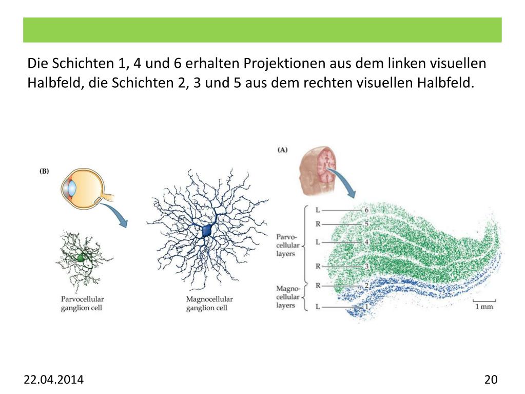 PPT Vorlesung Allgemeine Psychologie Visuelles System