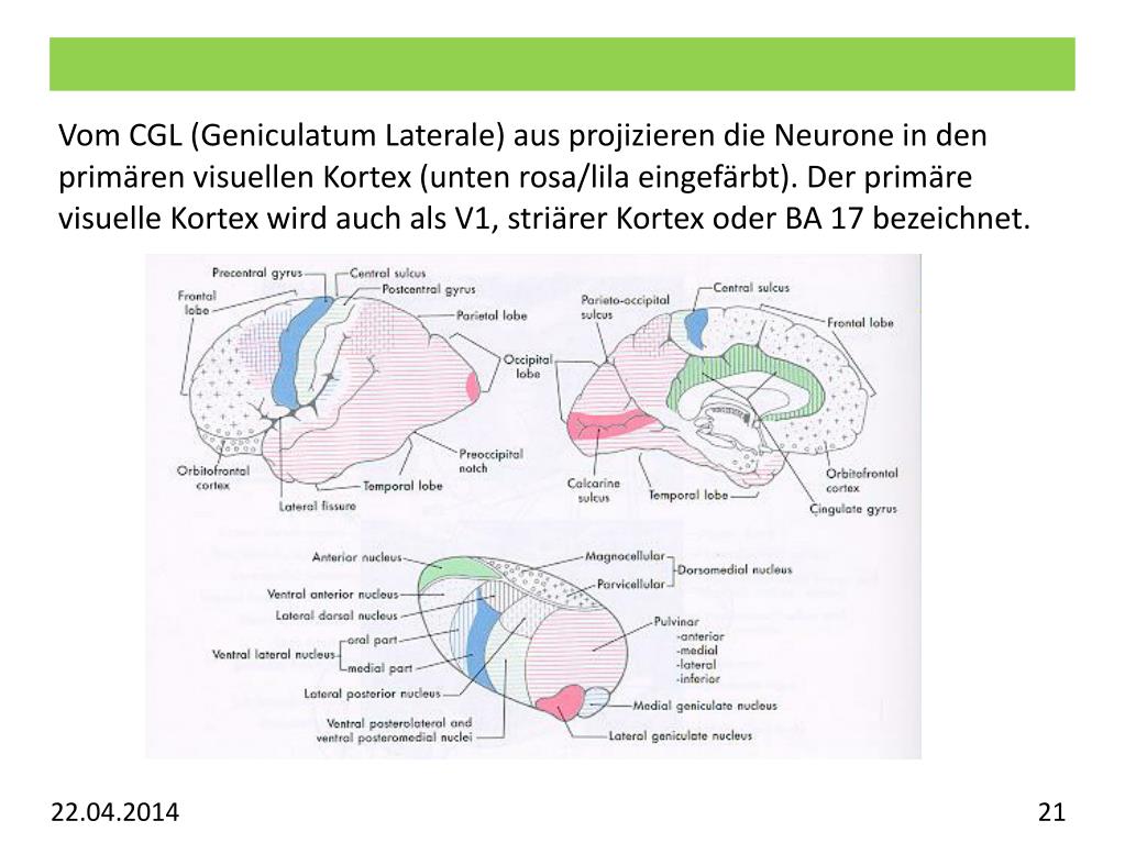 PPT Vorlesung Allgemeine Psychologie Visuelles System