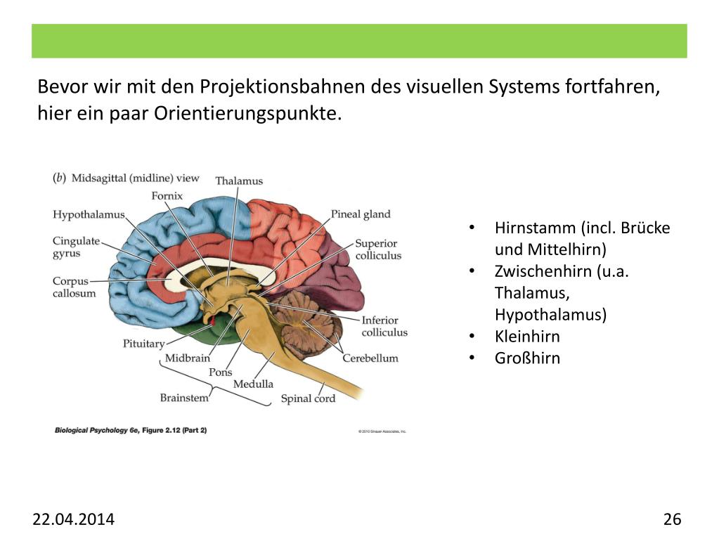 PPT Vorlesung Allgemeine Psychologie Visuelles System