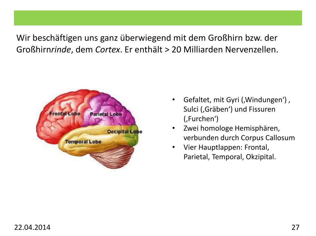 PPT Vorlesung Allgemeine Psychologie Visuelles System
