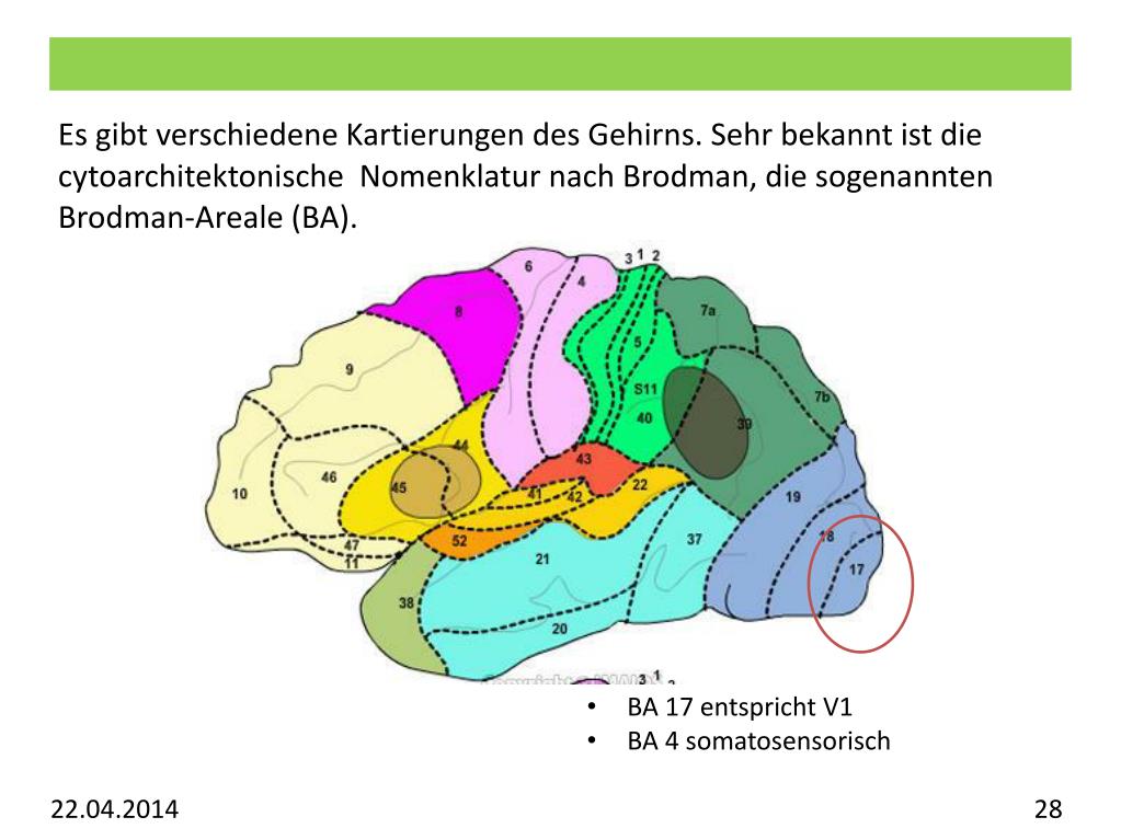 PPT Vorlesung Allgemeine Psychologie Visuelles System