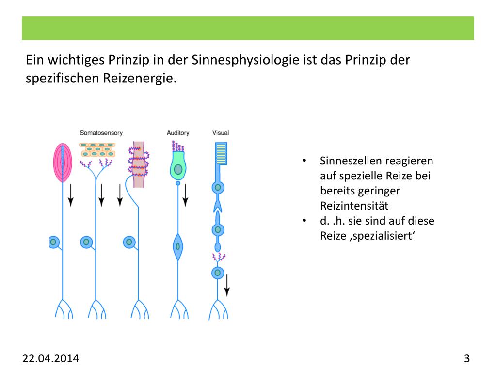 PPT Vorlesung Allgemeine Psychologie Visuelles System