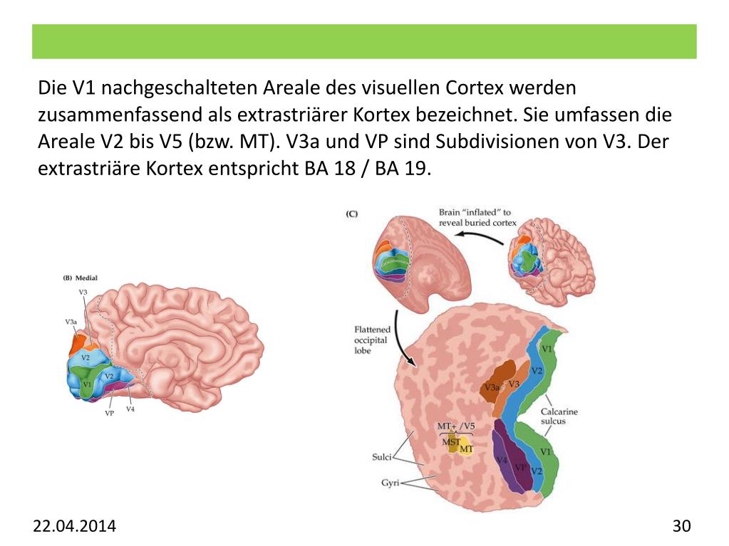 PPT Vorlesung Allgemeine Psychologie Visuelles System