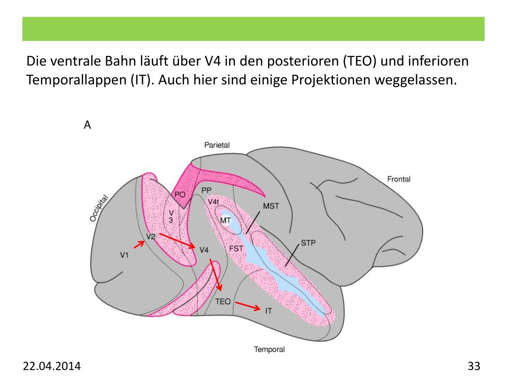 PPT Vorlesung Allgemeine Psychologie Visuelles System