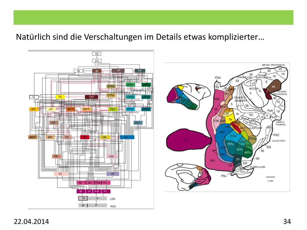 PPT Vorlesung Allgemeine Psychologie Visuelles System