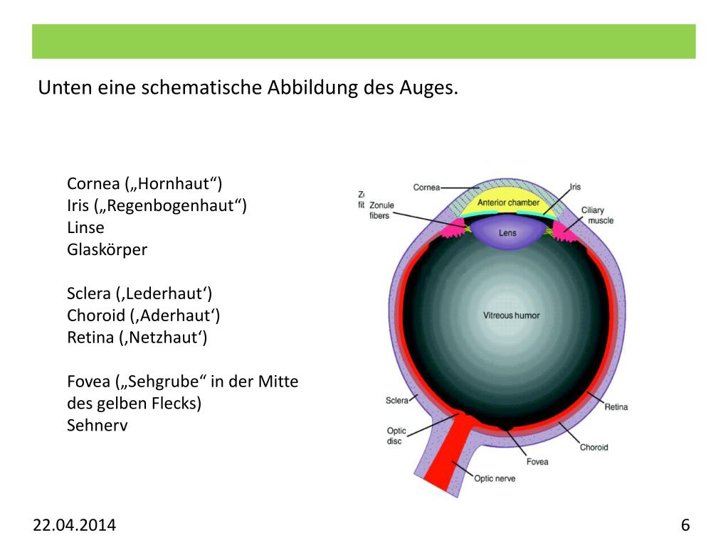PPT Vorlesung Allgemeine Psychologie Visuelles System