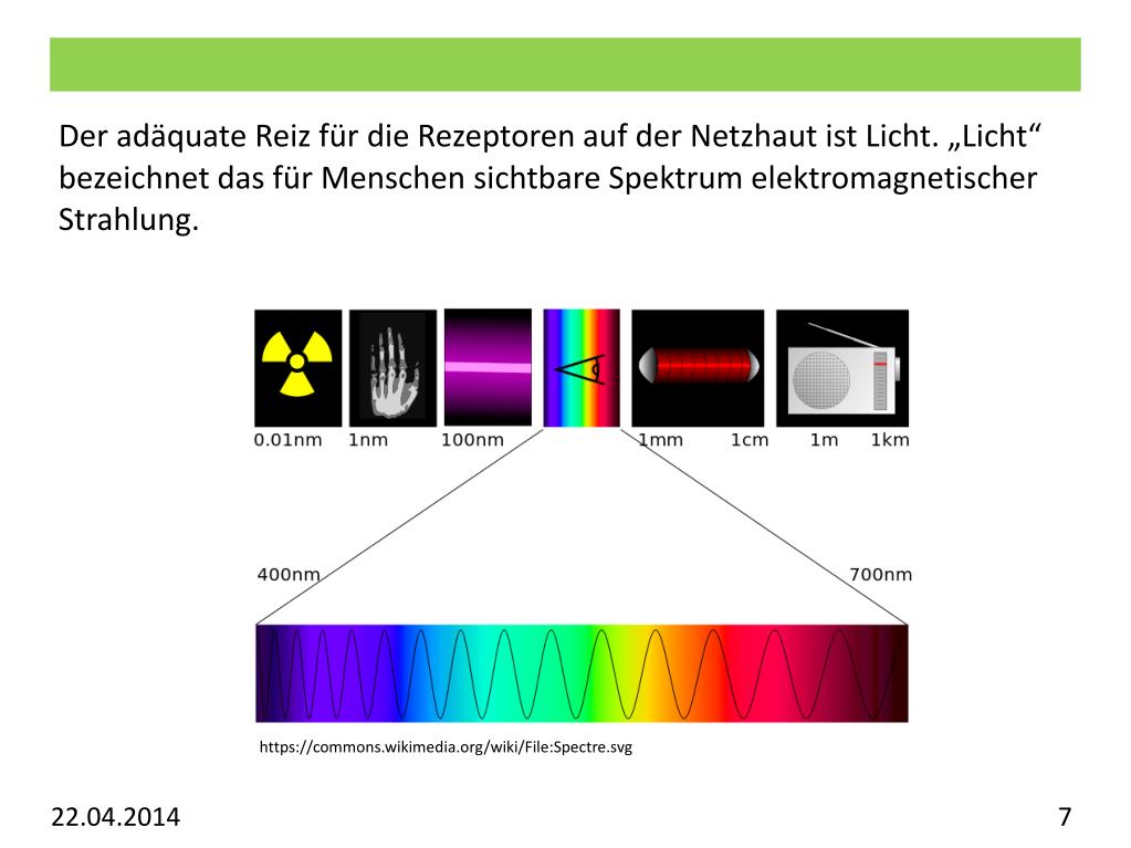 PPT Vorlesung Allgemeine Psychologie Visuelles System