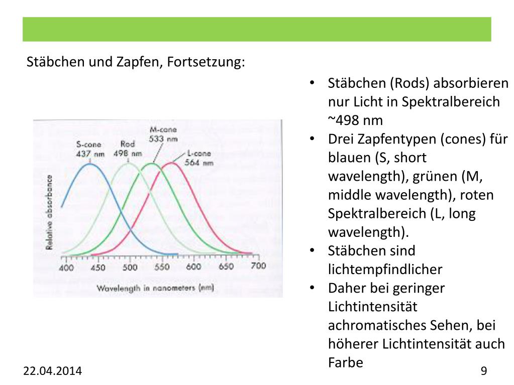 PPT Vorlesung Allgemeine Psychologie Visuelles System