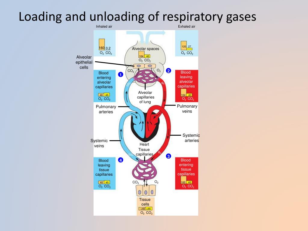 Loading And Unloading Respiratory Gases at Brice Henley blog