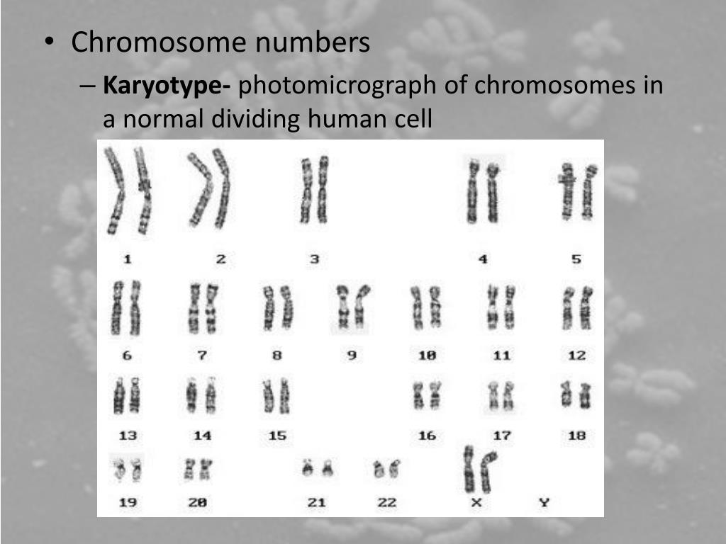 PPT Chromosomes PowerPoint Presentation, free download ID2348760