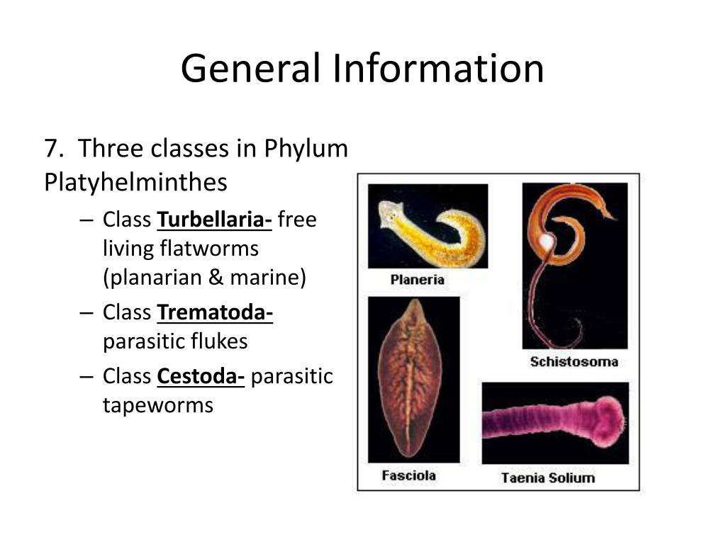 PPT PHYLUM PLATYHELMINTHES FLATWORMS PowerPoint Presentation, free