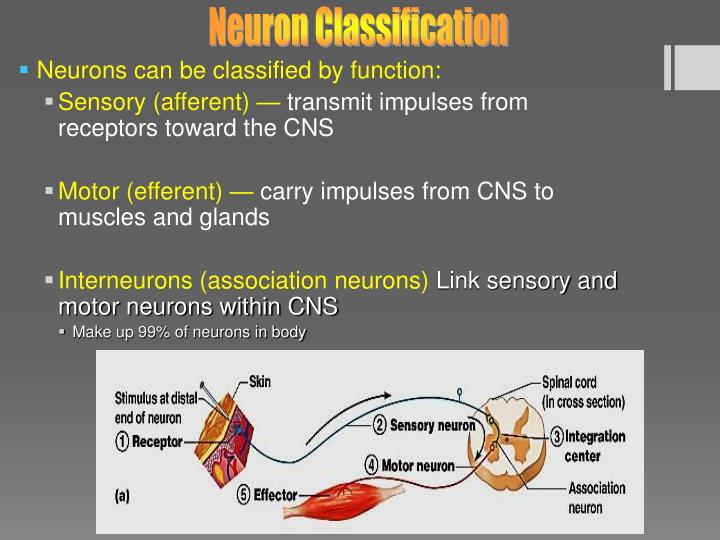PPT Chapter 11 Functional Organization of Nervous Tissue PowerPoint