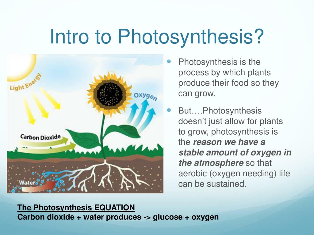 PPT Photosynthesis Concept Assignment PowerPoint Presentation, free