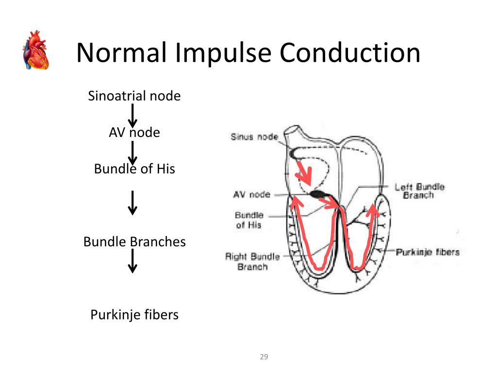 PPT Electrophysiology ( Conduction System of Heart) PowerPoint