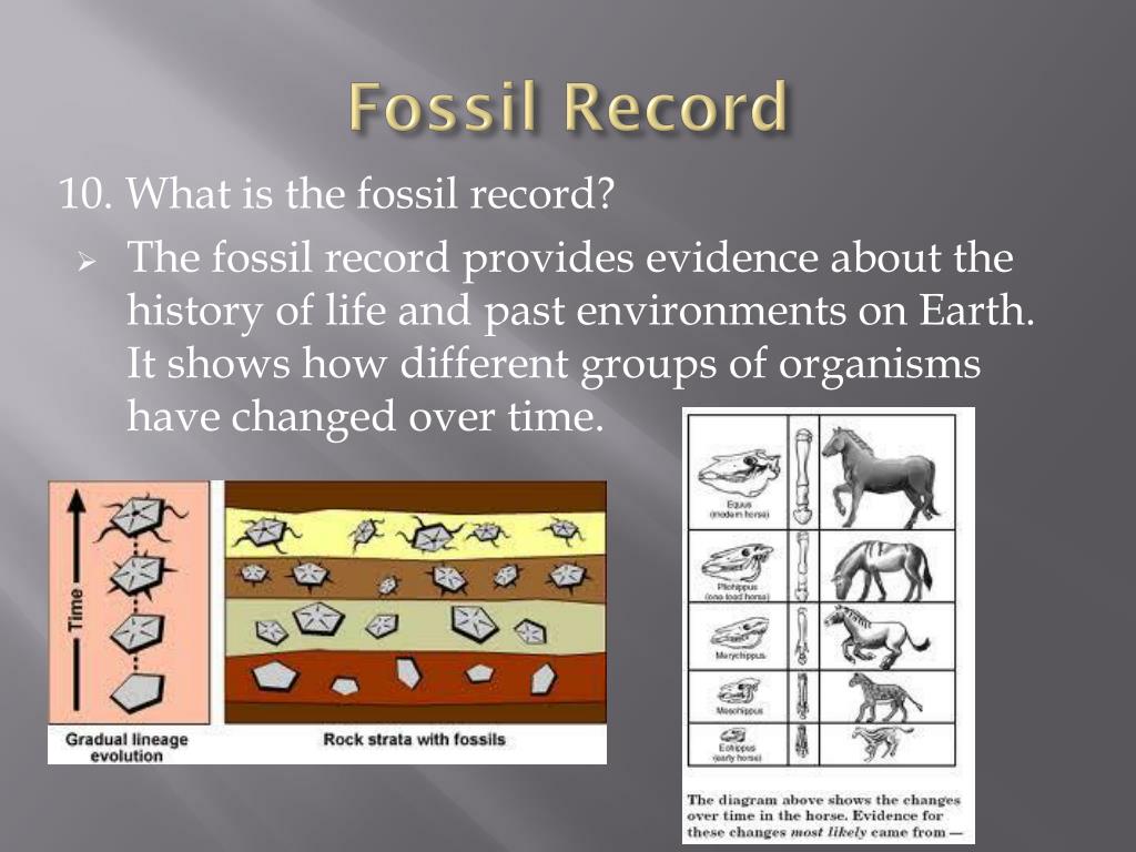 Here What Type Of Scientist Studies Fossils Viral here-what-type-of-scientist-studies-fossils-viral