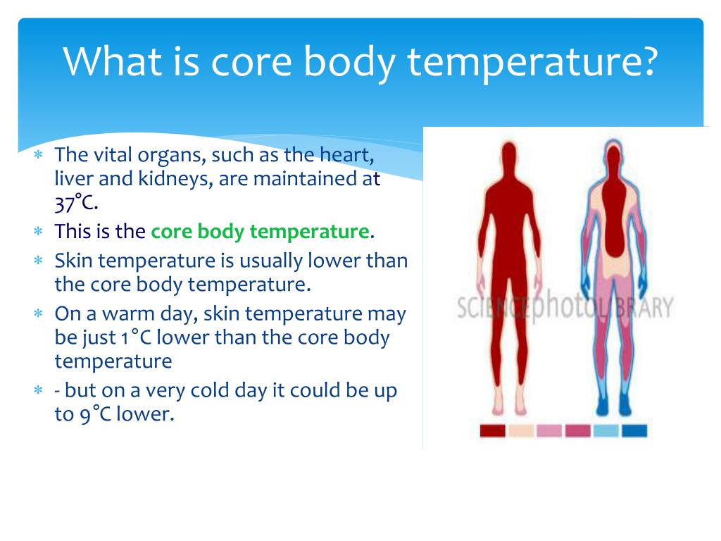 PPT Homeostasis & Body Temperature PowerPoint Presentation, free download ID2352517